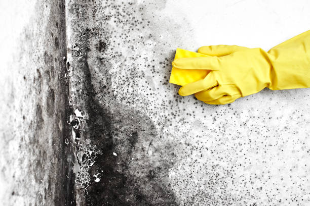 Best Attic Mold Remediation in Foster City, CA