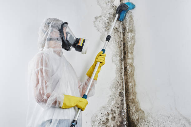 Best Residential Mold Remediation in Foster City, CA