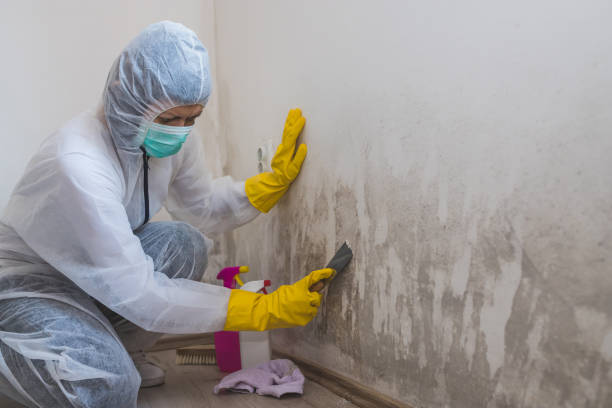 Best Localized Mold Remediation (e.g., coastal areas, humid climates) in Foster City, CA