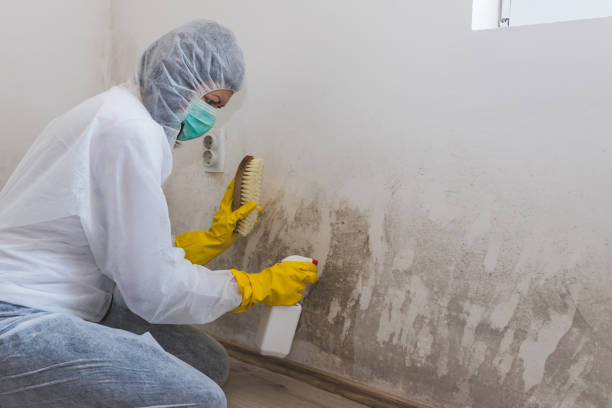 Reliable Foster City, CA Mold Remediation Solutions