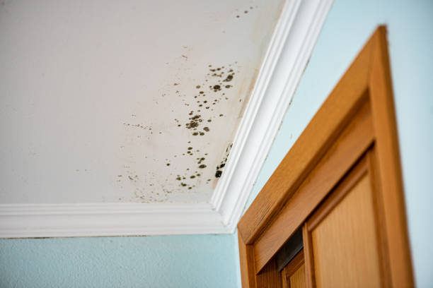 Best Commercial Mold Remediation in Foster City, CA