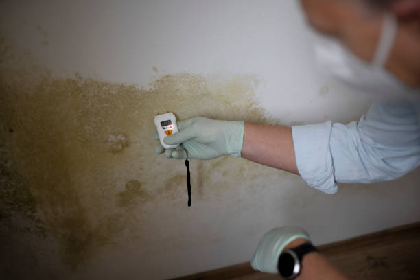 Best Insurance-Related Mold Remediation in Foster City, CA