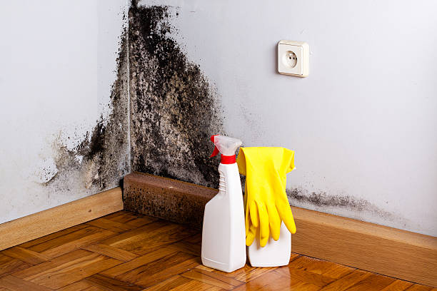 Best Bathroom Mold Remediation in Foster City, CA